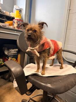 Yorkshire Terrier and Cairn Terrier Dogs Available for Adoption - Jen | PetCurious