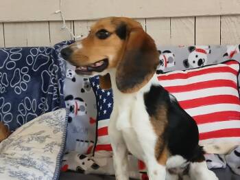 Noodles -  Beagle Dog for Adoption in Fort Worth, Texas - Noodles | PetCurious