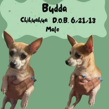 Chihuahua Dogs Available for Adoption in Caldwell, Texas - Budda | PetCurious