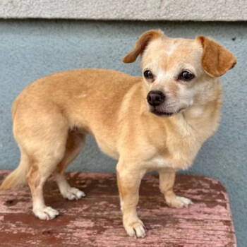 Rescue Chihuahua Dogs for Adoption in Oakland, California - Edith (bonded With Archie) | PetCurious