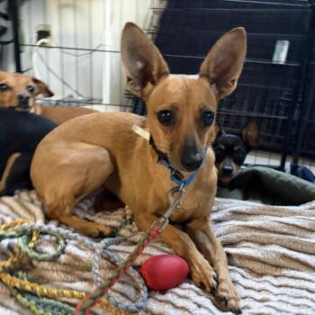 Mary Ellen -  Chihuahua and Miniature Pinscher Dog for Adoption in Austin, Texas - Mary Ellen | PetCurious