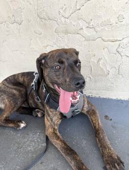 Hound and Rottweiler Dogs Available for Adoption in Willingboro, New Jersey - Hazel | PetCurious