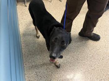 ROCKS -  Belgian Shepherd Malinois Dog for Adoption in Doral, Florida - ROCKS | PetCurious