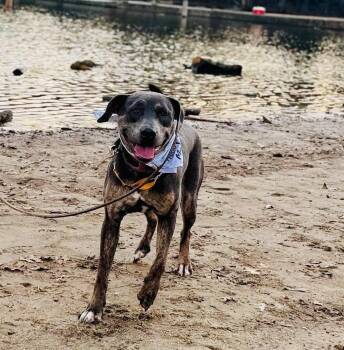 American Bully and Mastiff Dogs Available for Adoption - Piper | PetCurious