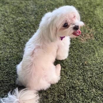 Paisley -  Shih Tzu Dog for Adoption in Phoenix, Arizona - Paisley | PetCurious