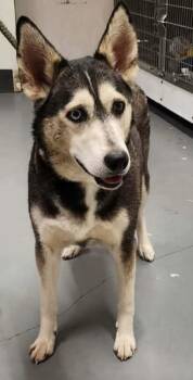 Vela -  Husky Dog for Adoption in Findlay, Ohio - Vela | PetCurious