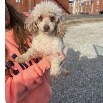 Poodle Dogs Available for Adoption - Hope | PetCurious