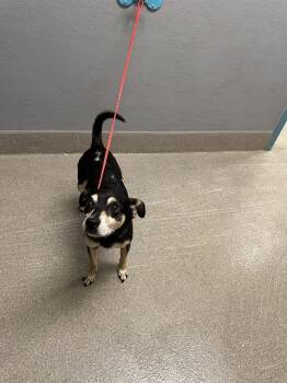 JUSTIN -  Chihuahua Dog for Adoption in Las Vegas, Nevada - JUSTIN | PetCurious