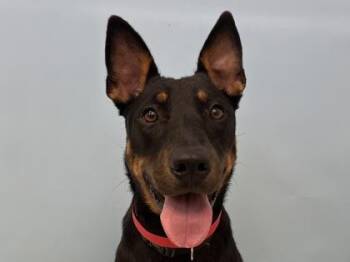 Elia -  Mixed Breed Dog for Adoption in Woodbury, Minnesota - Elia | PetCurious