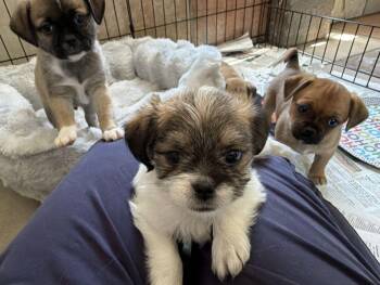 Blair, Bruce and Bowen (Shih Tzu, Pug mixes)(1) -  Shih Tzu and Pug Dog for Adoption in Canutillo, Texas - Blair, Bruce And Bowen (Shih Tzu, Pug Mixes)(1) | PetCurious