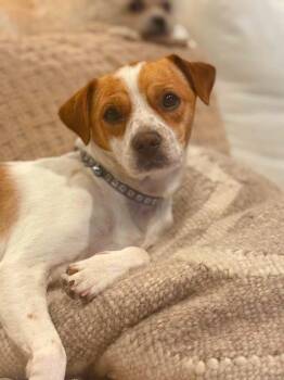 Jack Russell Terrier and Chihuahua Dogs Available for Adoption in Ramona, California - Dexter | PetCurious