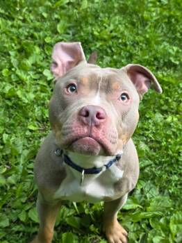 Charming -  American Bully Dog for Adoption in White Oak, Pennsylvania - Charming | PetCurious