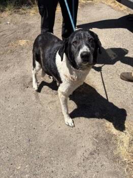 Sadie -  Border Collie and Mixed Breed Dog for Adoption in Fresno, California - Sadie | PetCurious