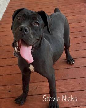 Stevie Nicks -  Cane Corso Dog for Adoption in Slidell, Louisiana - Stevie Nicks | PetCurious