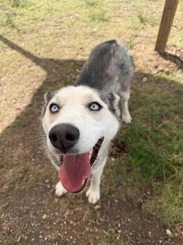 Oona -  Husky Dog for Adoption in Las Vegas, New Mexico - Oona | PetCurious
