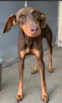 Dewberry -  Doberman Pinscher Dog for Adoption - Dewberry | PetCurious