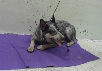 QUEENIE -  Australian Cattle Dog Blue Heeler and Mixed Breed Dog for Adoption in Houston, Texas - QUEENIE | PetCurious