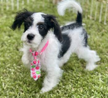 Grover -  Maltipoo Dog for Adoption in Lucedale, Mississippi - Grover | PetCurious