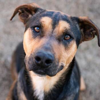 Shepherd Dogs Available for Adoption - Chili | PetCurious