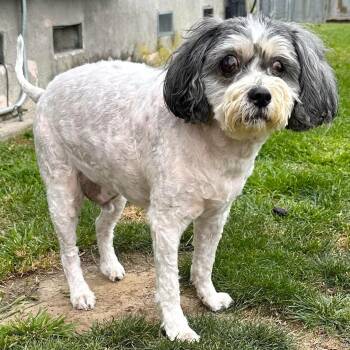 Havanese Dogs Available for Adoption in Los Angeles, California - Eddie | PetCurious
