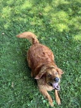 TALLULAH HUEY -  Golden Retriever Dog for Adoption - TALLULAH HUEY | PetCurious