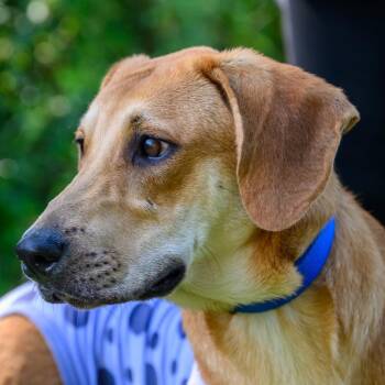 ALPHARETTA - Dottie -  Coonhound and Mixed Breed Dog for Adoption in Blairsville, Georgia - ALPHARETTA - Dottie | PetCurious