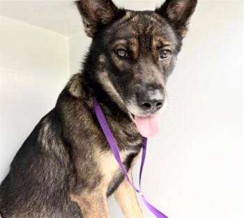 A657881 -  German Shepherd Dog Dog for Adoption in Houston, Texas - A657881 | PetCurious