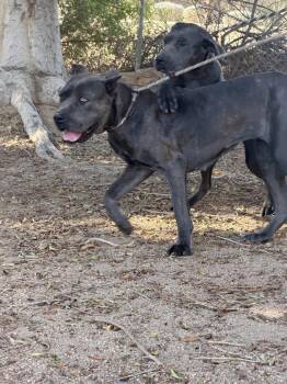 Polka -  Cane Corso Dog for Adoption in Glendale, Arizona - Polka | PetCurious