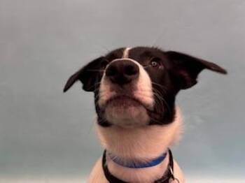 Titan -  Border Collie and Mixed Breed Dog for Adoption in Woodbury, Minnesota - Titan | PetCurious