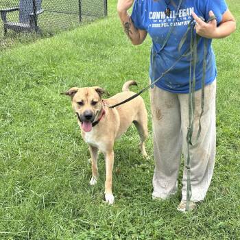 Hawk -  Anatolian Shepherd Dog for Adoption in Chester Springs, Pennsylvania - Hawk | PetCurious