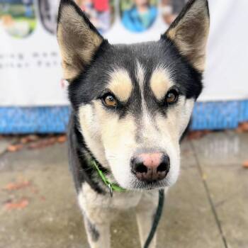 Siberian Husky Dogs Available for Adoption - Abigail | PetCurious