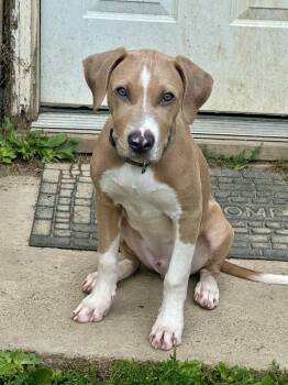 Ducky -  Beagle and Mixed Breed Dog for Adoption in Akron, Ohio - Ducky | PetCurious