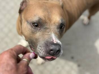 BUTTERCUP -  Pit Bull Terrier and Mixed Breed Dog for Adoption in Tulsa, Oklahoma - BUTTERCUP | PetCurious