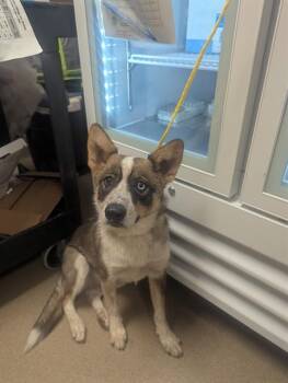 SHAY -  Australian Cattle Dog Blue Heeler and Mixed Breed Dog for Adoption in Sacramento, California - SHAY | PetCurious