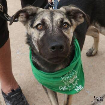 Flynn -  Shepherd and Retriever Dog for Adoption in Washington, District Of Columbia - Flynn | PetCurious