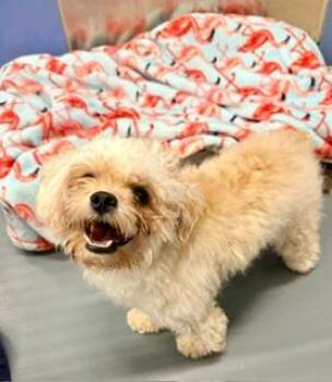 Charlie -  Miniature Poodle Dog Available for Adoption in Winter Haven, Florida - Charlie | PetCurious