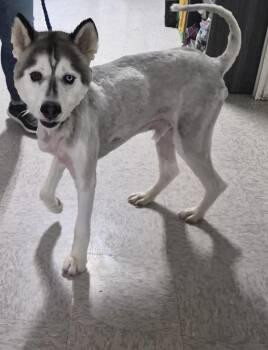Smokey -  Siberian Husky Dog for Adoption in Morristown, Tennessee - Smokey | PetCurious
