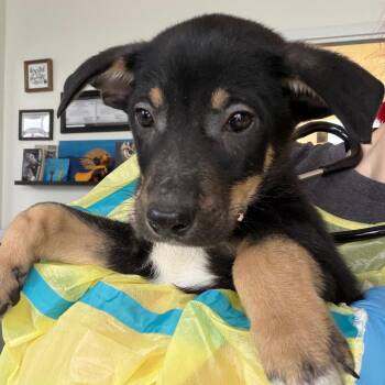 Mcnab Dogs Available for Adoption - Vernon | PetCurious