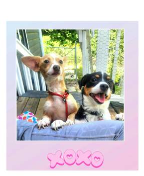 MR and MRS -  Cavalier King Charles Spaniel and Chihuahua Dog for Adoption in Lake Geneva, Wisconsin - MR And MRS | PetCurious