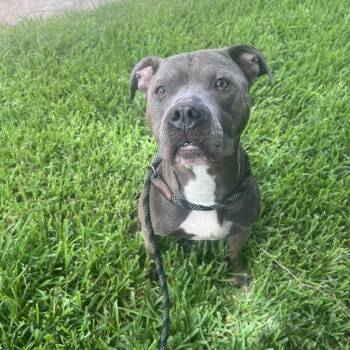 Cyrus -  Mixed Breed Dog for Adoption in Lake Jackson, Texas - Cyrus | PetCurious