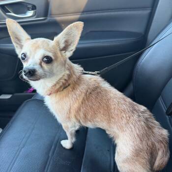 Rescue Chihuahua and Mixed Breed Dogs for Adoption in Kansas City, Missouri - Lola | PetCurious