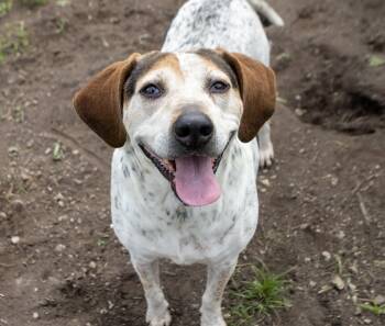Liza Jane -  Bluetick Coonhound Dog for Adoption in Dyer, Indiana - Liza Jane | PetCurious