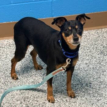 Luke -  Chihuahua Dog for Adoption in Cheyenne, Wyoming - Luke | PetCurious