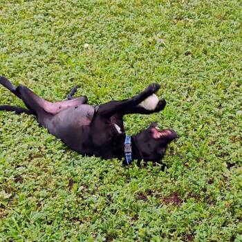 Elvira -  Labrador Retriever and Mixed Breed Dog for Adoption in Marshall, Texas - Elvira | PetCurious