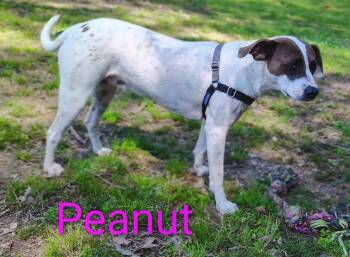 Catahoula Leopard Dog and Beagle Dogs Available for Adoption in Mena, Arkansas - Peanut | PetCurious
