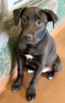 Liv -  Mixed Breed Dog for Adoption in Stanwood, Washington - Liv | PetCurious