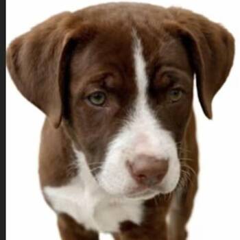 Labrador Retriever and Boxer Dogs Available for Adoption - Dale | PetCurious