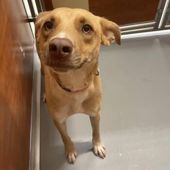 Wesson -  Mixed Breed Dog for Adoption in Saint Charles, Missouri - Wesson | PetCurious