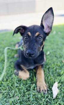 Andy pup -  German Shepherd Dog Dog for Adoption in Hermosa Beach, California - Andy Pup | PetCurious