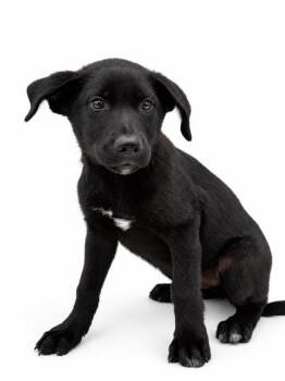 Harvest -  Labrador Retriever and Mixed Breed Dog for Adoption in Bowling Green, Kentucky - Harvest | PetCurious